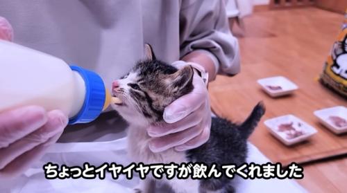 哺乳瓶からミルクを飲む子猫