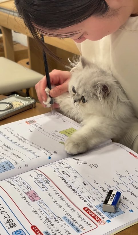 勉強をしている子供の膝の上にいる子猫