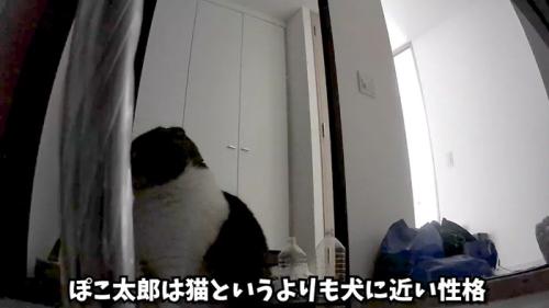 犬に近い性格