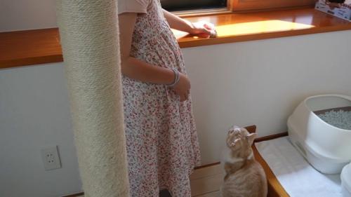 人におもちゃで遊んでもらっている猫