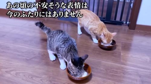 ご飯を食べる二匹の猫