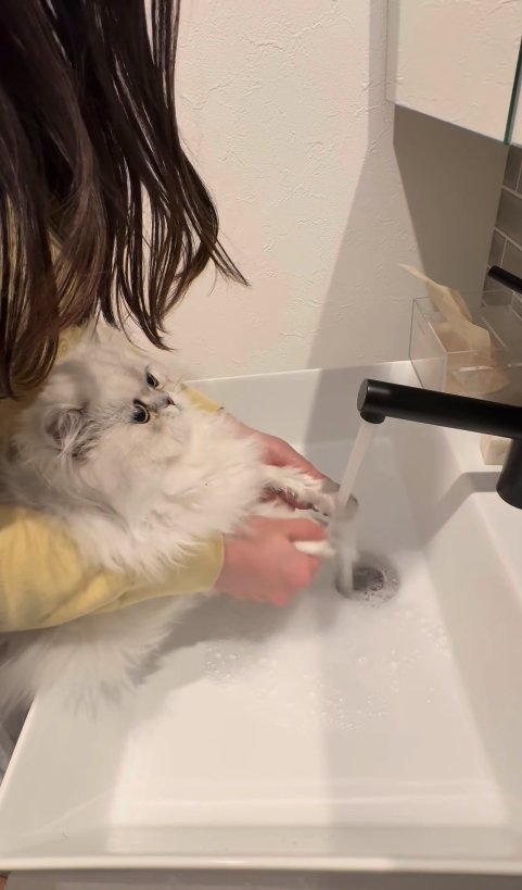 前足を蛇口の水近くに伸ばされている子猫