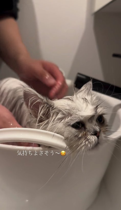 全身濡れている半目の子猫