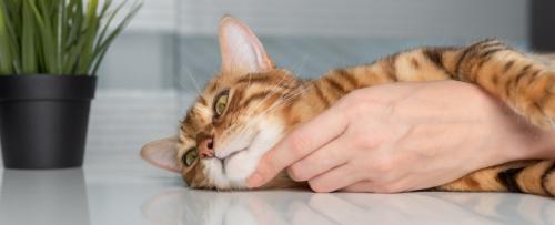 手に抱きついている猫