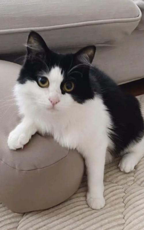白黒模様の猫