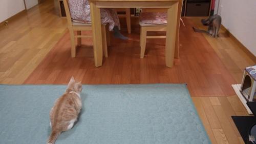 座っている人を見ている猫