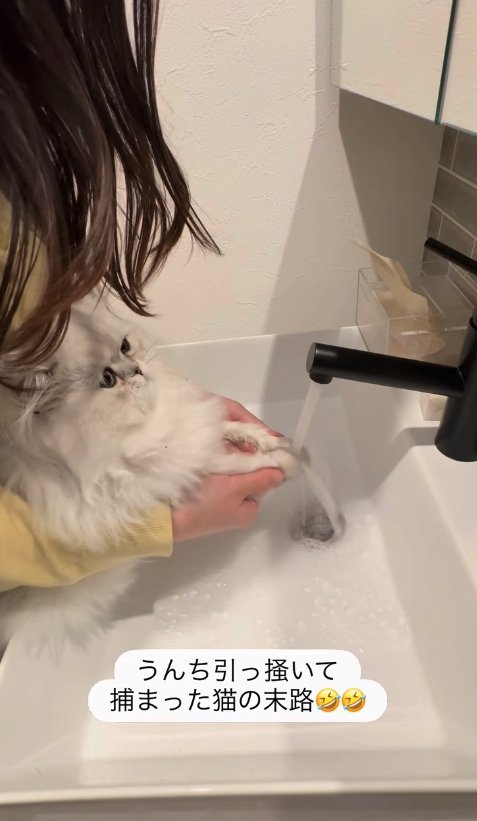 両前足に蛇口の水を当てられている子猫