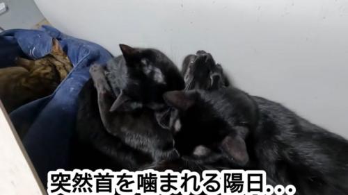 噛まれる猫