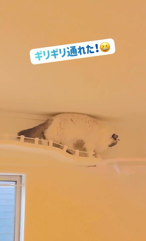 キャットウォークを歩いている猫