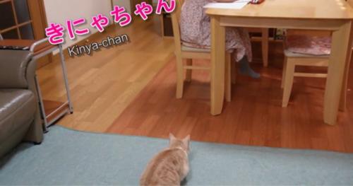 座っている人を見ている猫