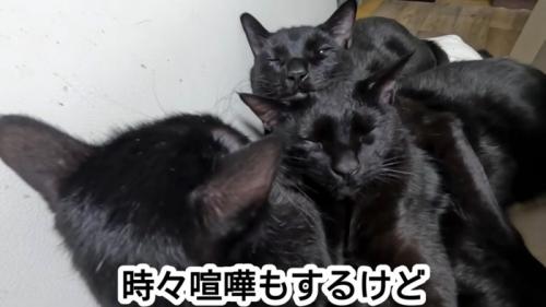 目を細める猫