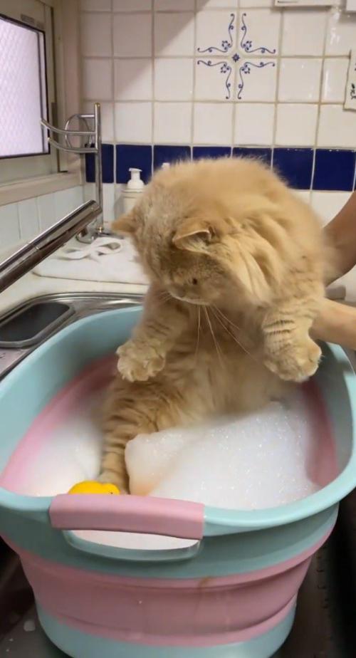 ミヌエットの足をお湯の中に入れる飼い主