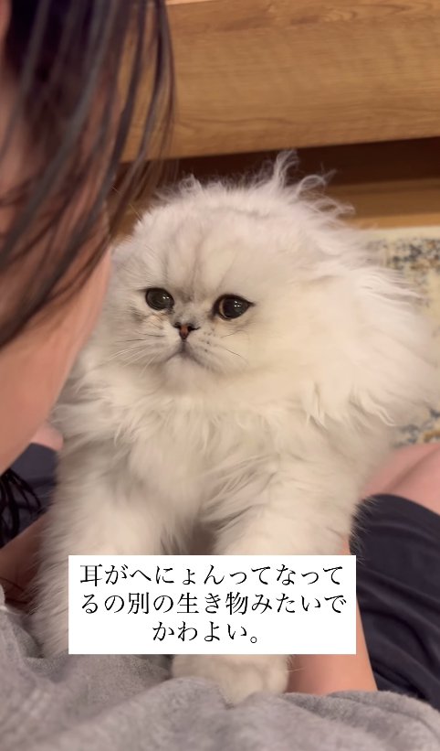 怒られて耳が寝ている子猫