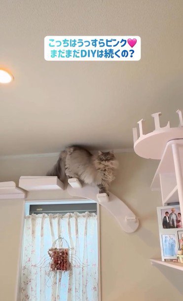 キャットウォークを歩いている猫