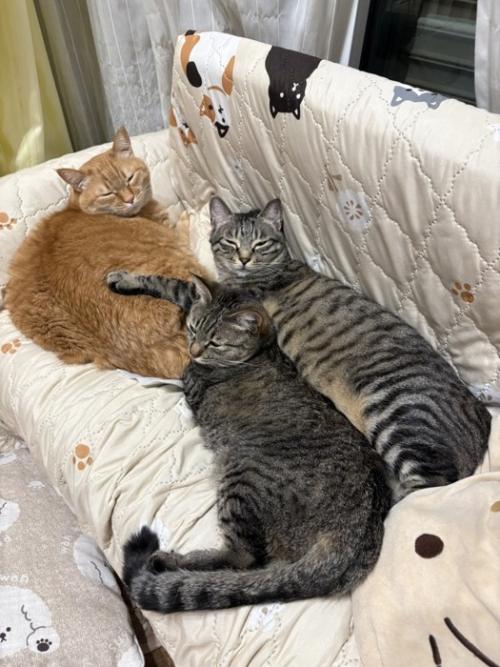 ソファに寝そべる3匹の猫