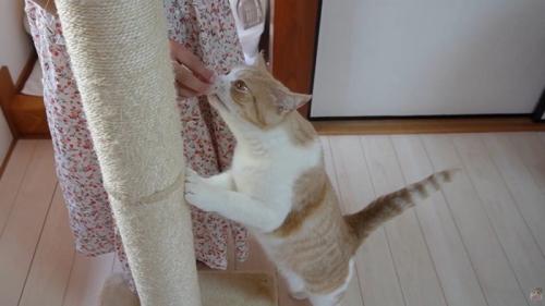 おもちゃのにおいをかいでいる猫