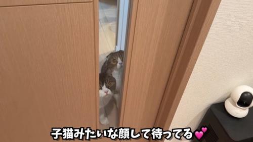 子猫みたいな顔