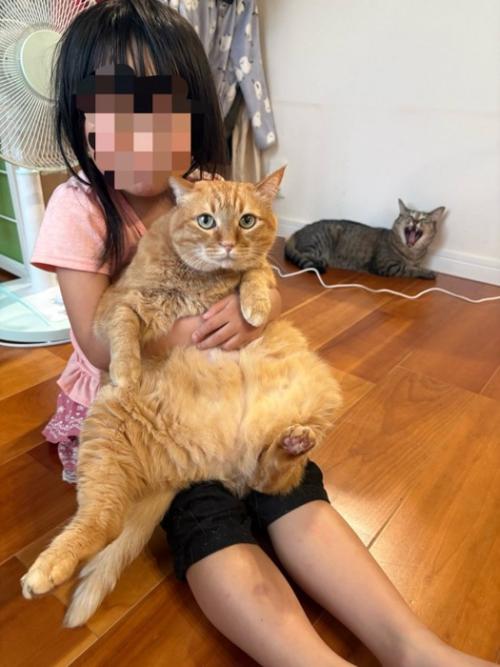 女の子のひざにのった猫