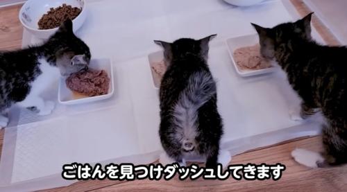 ご飯を食べる三匹の子猫