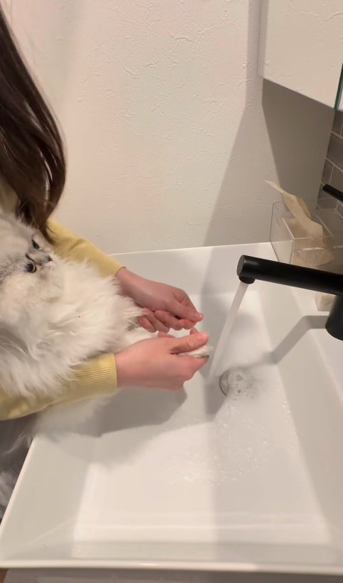 濡れた前足の先を絞られている子猫
