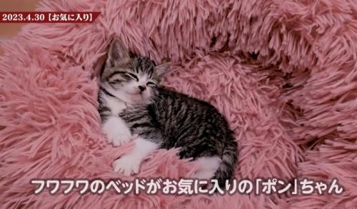 ふわふわのクッションで寝る子猫