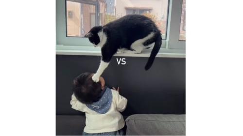 猫と赤ちゃん