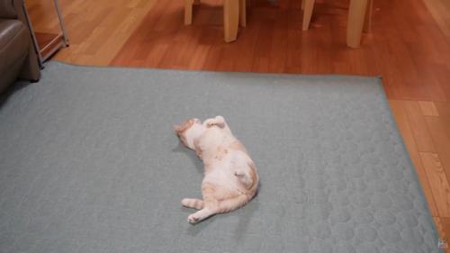 仰向けで床に寝ている猫