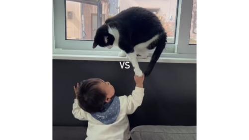 猫と赤ちゃん