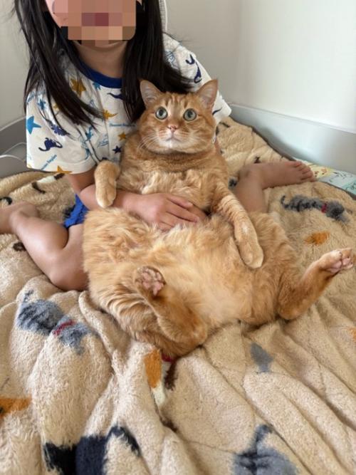 女の子のひざにのった猫