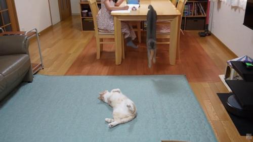 仰向けで床に寝ている猫