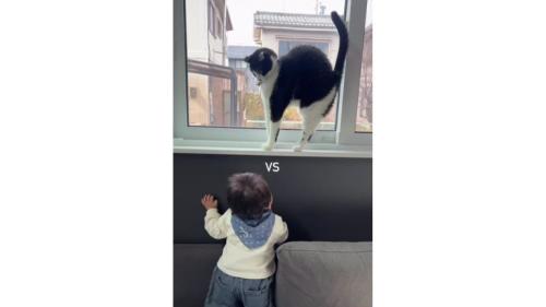 猫と赤ちゃん