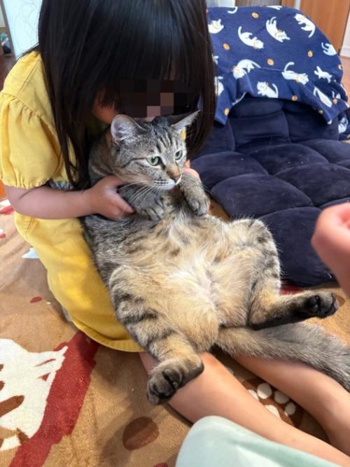 女の子に吸われる猫