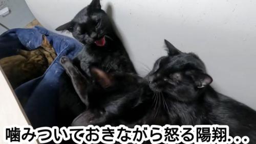 怒る猫