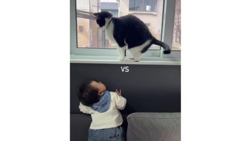 猫と赤ちゃん