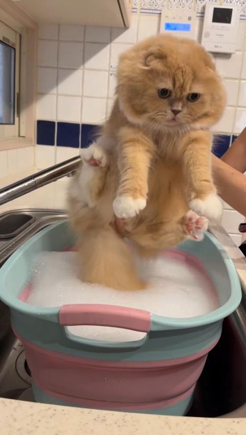バスタブのそばに連れてこられたスコティッシュフォールド