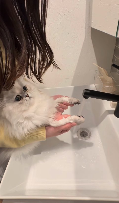 濡れた前足を持たれている子猫