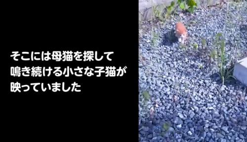 一人で鳴いている子猫
