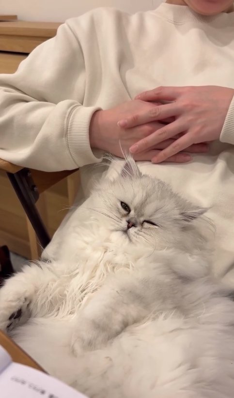 膝の上で眠そうに目を細めている子猫