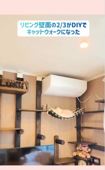 キャットウォークで休んでいる猫