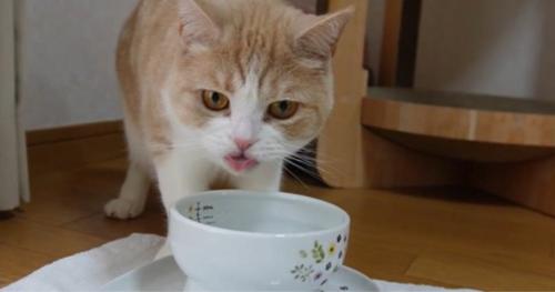 水を飲んでいる猫