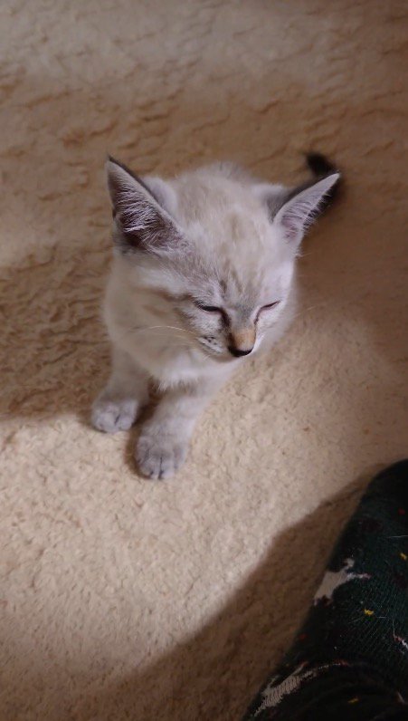 座ったままウトウトする子猫
