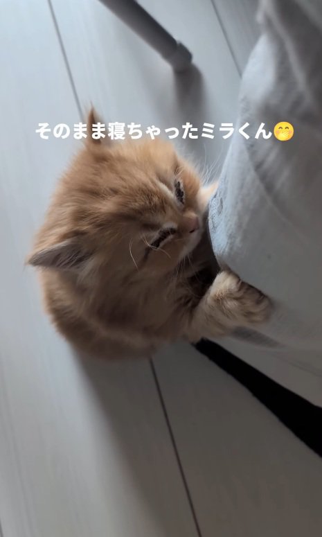 熟睡する猫