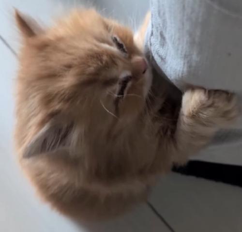 寝る猫
