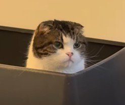 トイレに座り込むスコティッシュフォールド