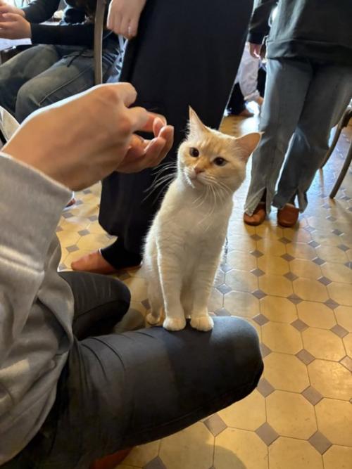 人の膝の上に手をかけ、おやつ待ちをする猫