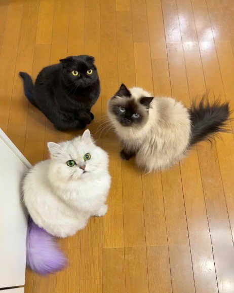 カメラを見上げる3匹の猫
