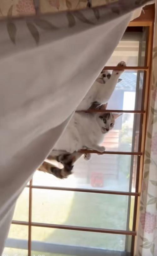 カーテン裏に猫