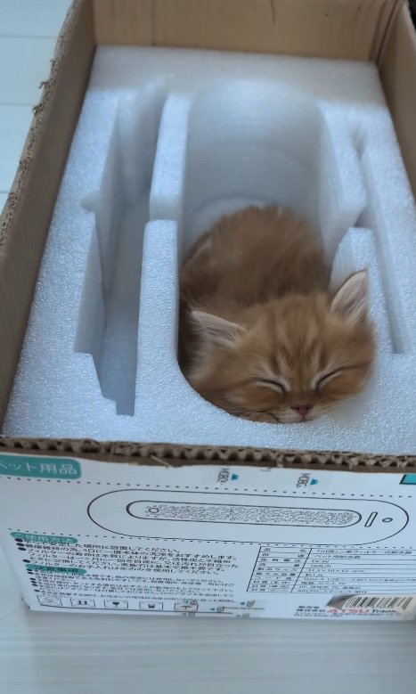 箱に入る猫