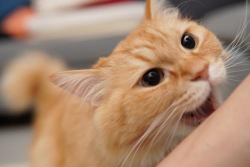腕に噛みつこうとする猫