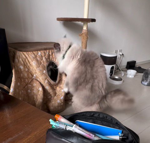 猫用コタツの中にいるミヌエットを見つめるラグドール